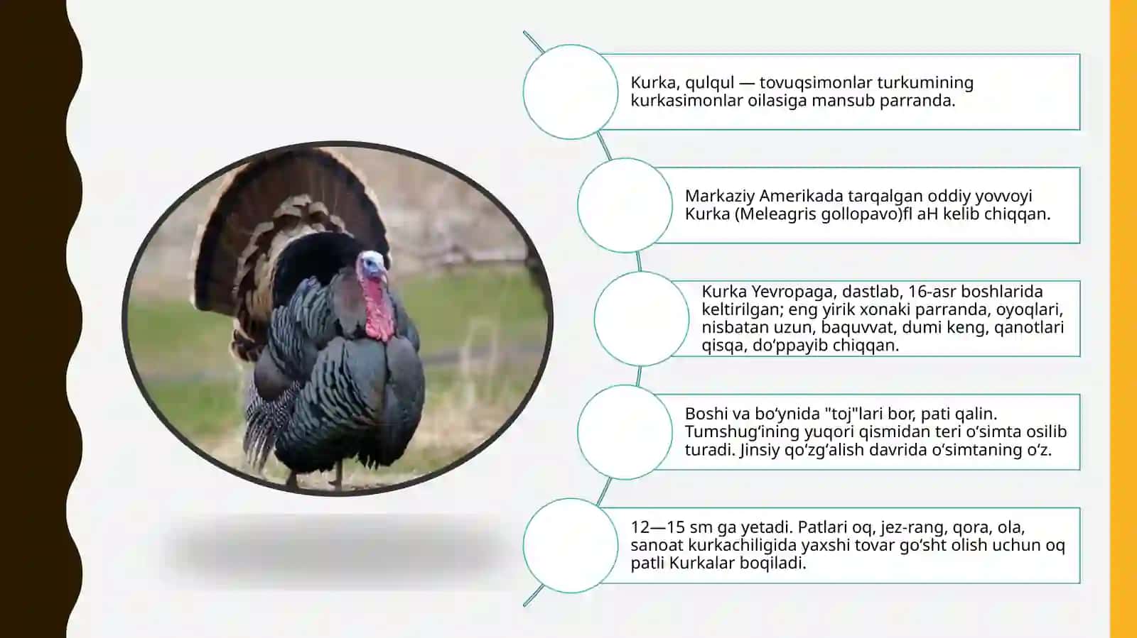 Kurka goʻshti sifati va standartlari 3