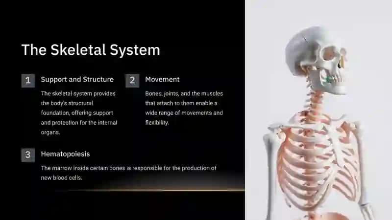 The Human Body: A Fascinating Exploration 3
