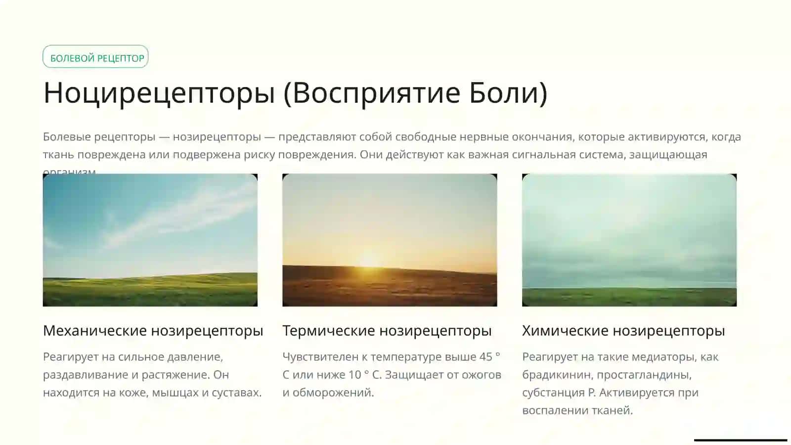 Анализаторыфизиология 3