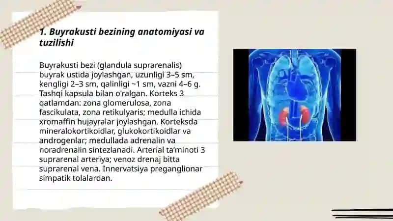 Buyrakusti bezi 3