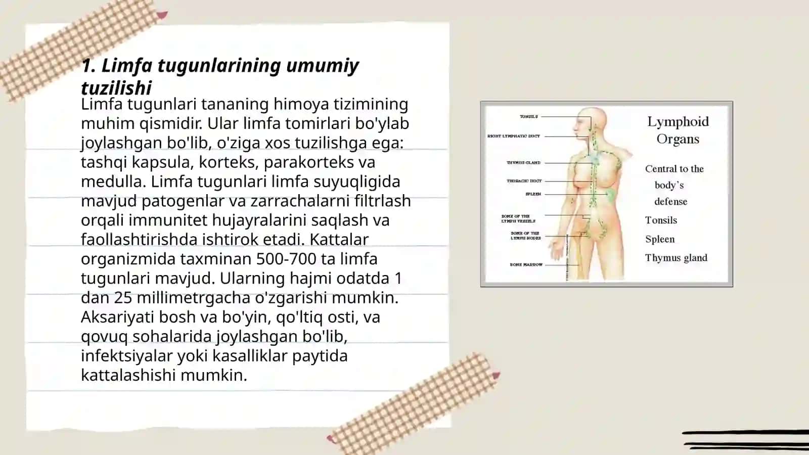 Limfa tugunlari 3