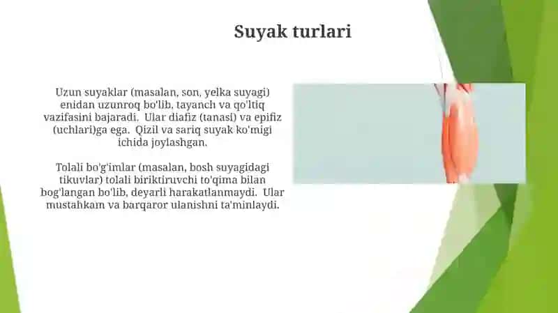 Suyaklar va ularning birikishi 3
