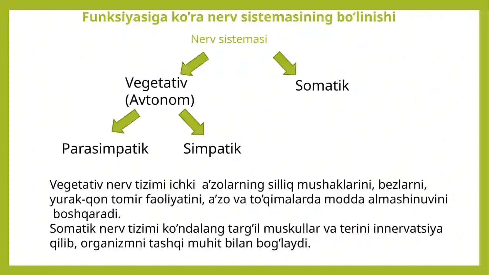 Nerv sistemasining bo'linishi 3