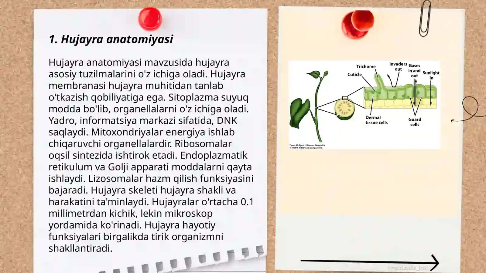 Hujayra anatomiyasi 3