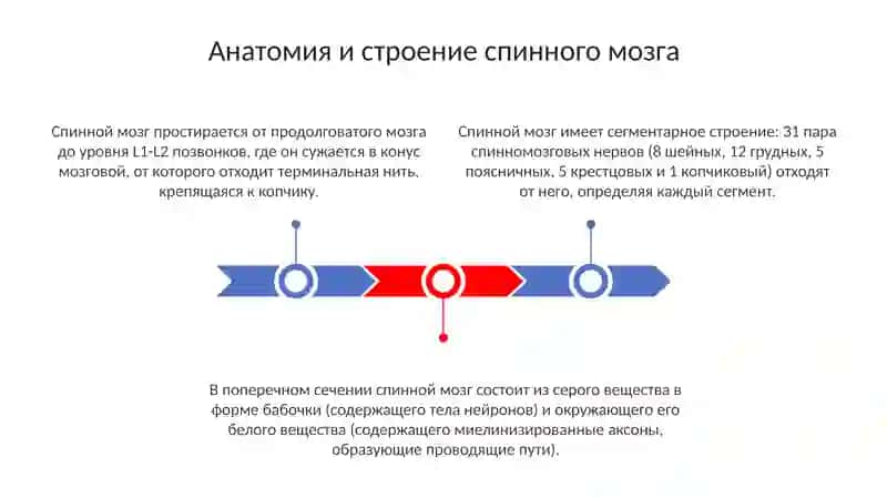 Анатомия клиническая 3