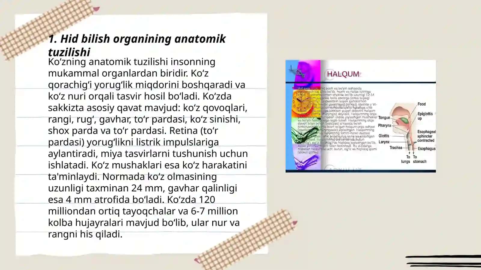 Ko‘zning anatomik tuzilishi 3