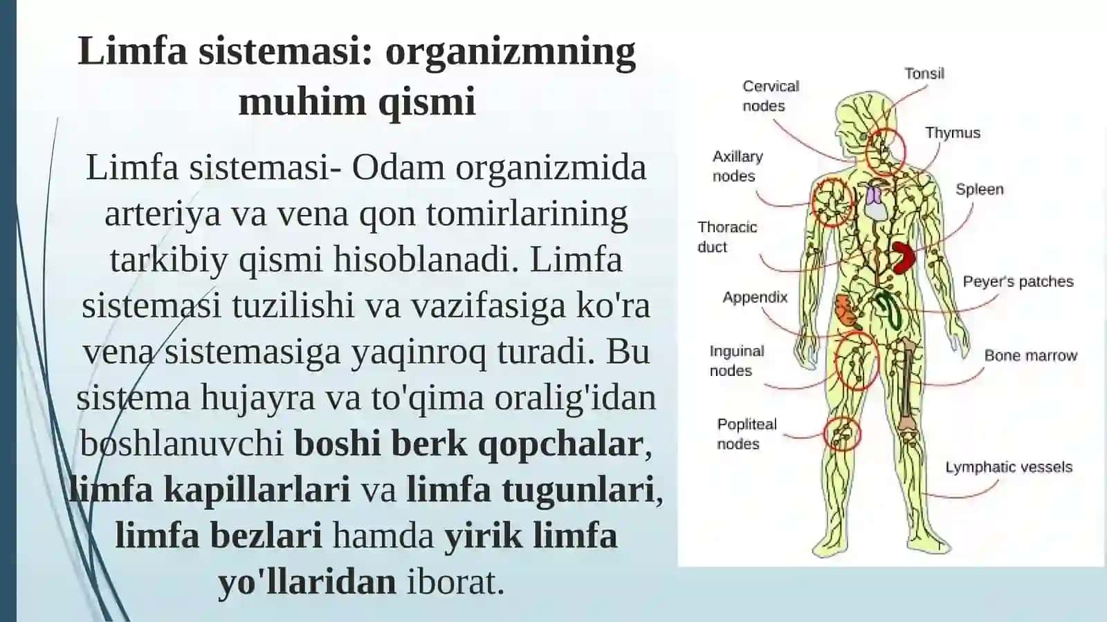Limfa sistemasi: organizmning muhim qismi 3