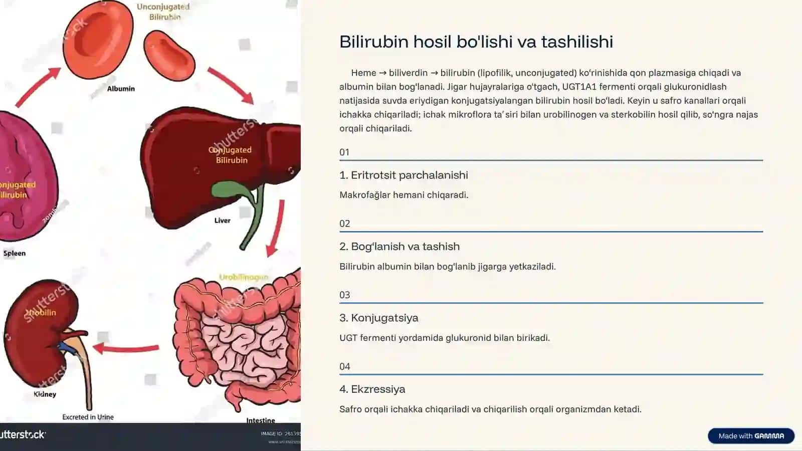 Gem metabolizmi, sariqlik va uning xillari 3