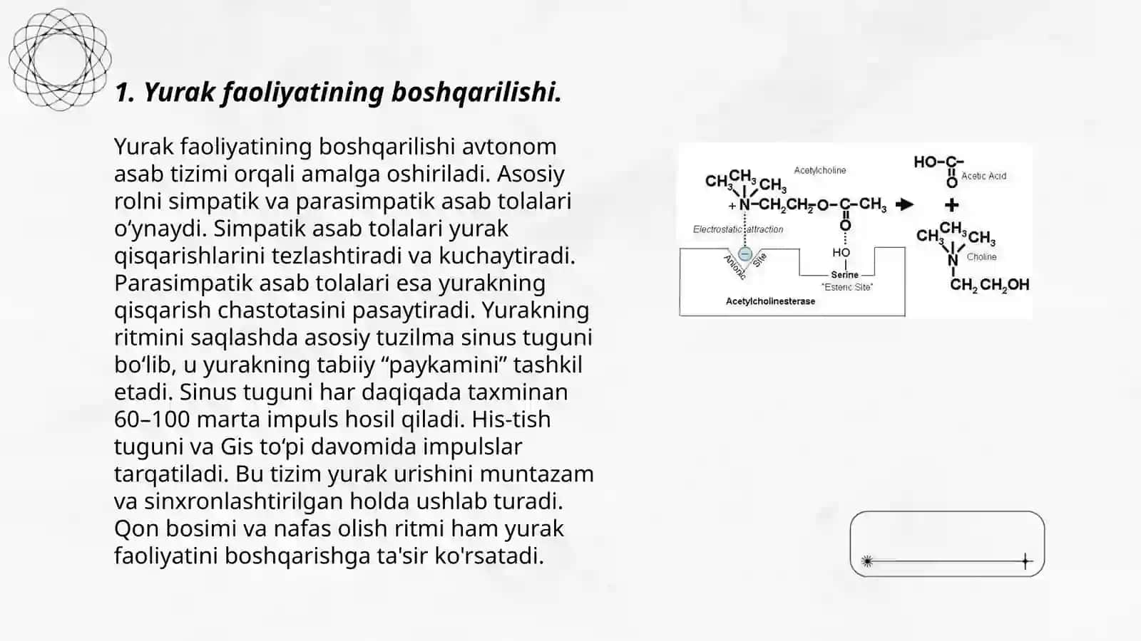 Yurak faoliyatining boshqarilishi 3