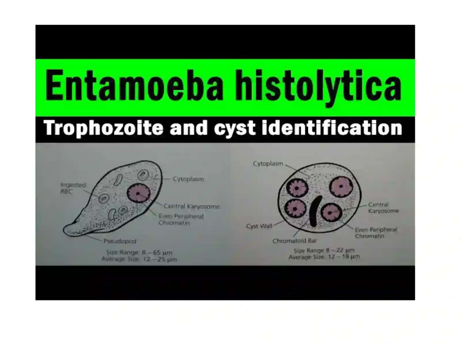 Amyobioz 3