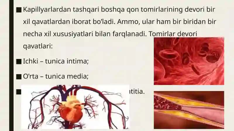 Qon. Qon tomirlarining tuzilishi. Tomirlarning sinflanishi. 3