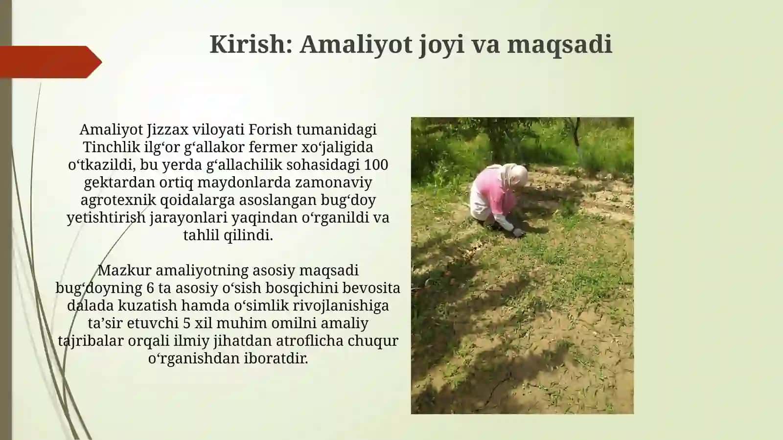 Bugʻdoy osimligining oʻsishi va rivojlanish bosqichi 3