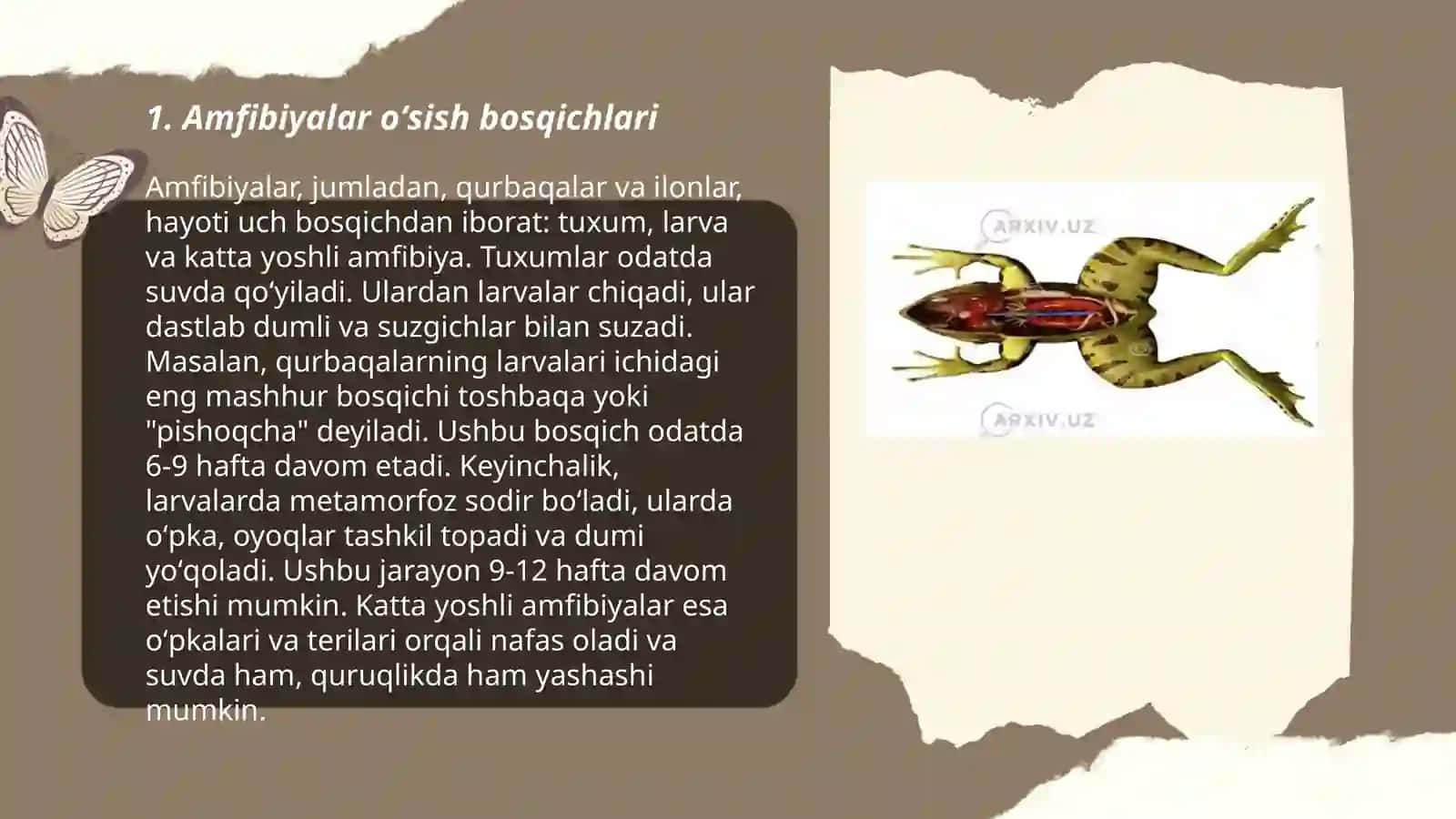Amfibiyalarning individual rivojlanishi 3
