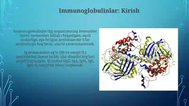Immunoglobulin oqsillari 3