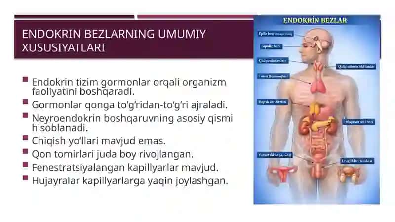 Endokrin bezlarning gistologiyasi 3