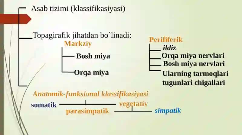 NERV SISTEMASINING TUZILISHI. NEYRON. ORQA MIYA. REFLEKTOR YOYI. ORQA MIYA NERVLARI 3