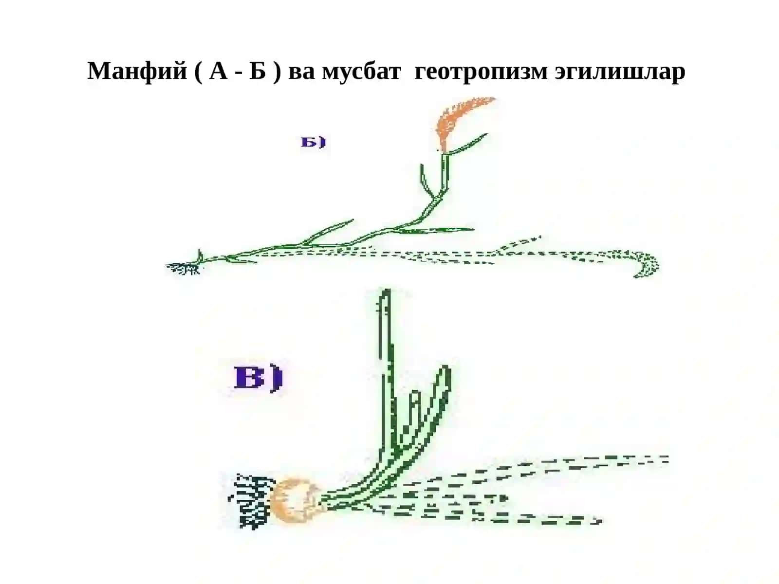 Ўсимликларнинг тиним ҳолатлари ва ҳаракатлари 3