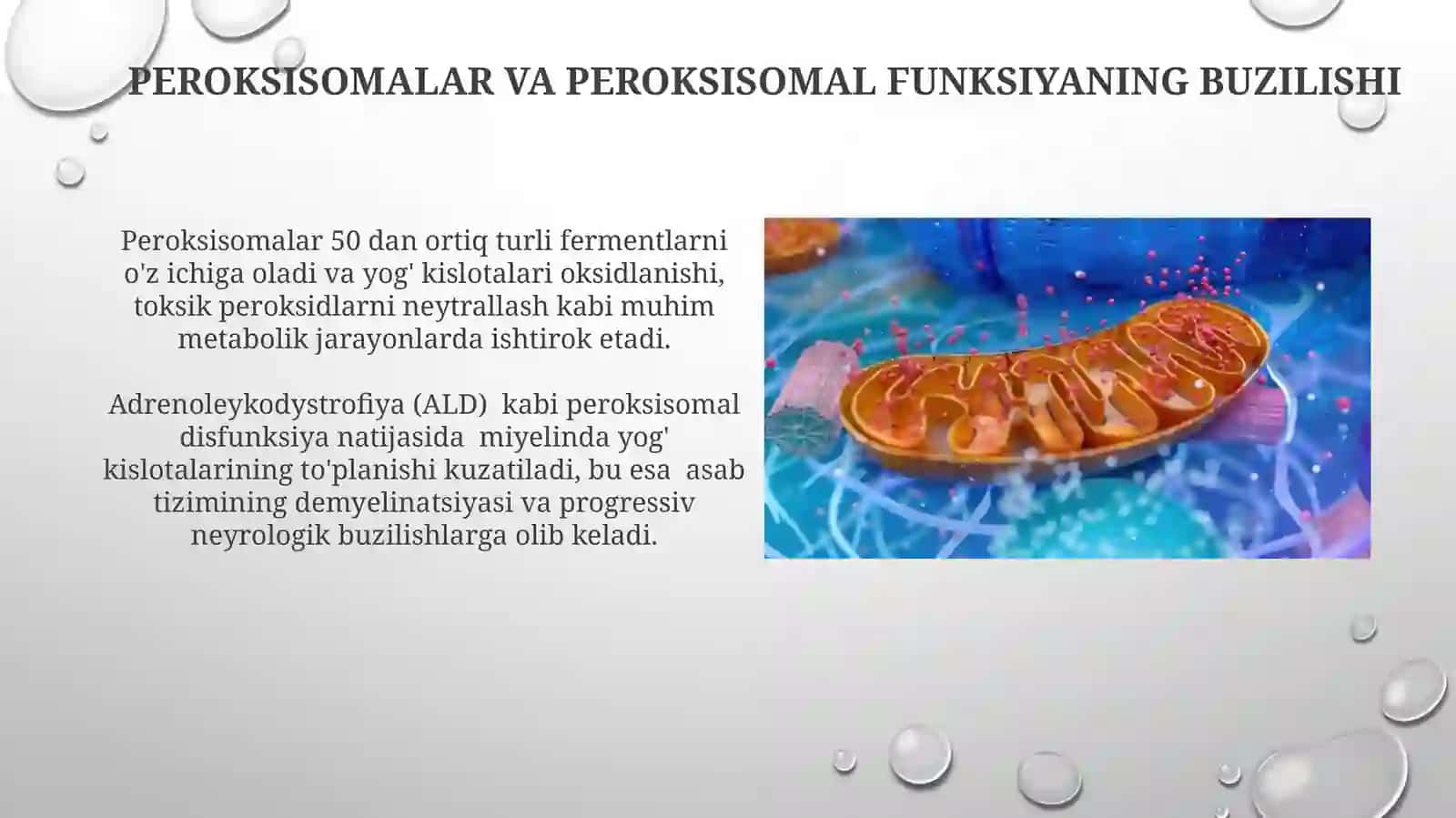 Hujayra hususiy organoidlari 3