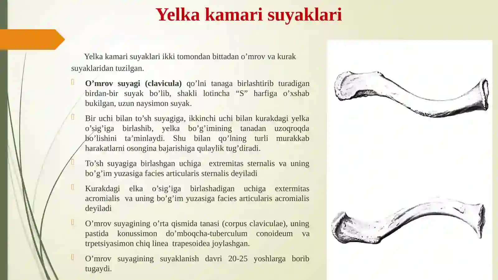Qo’lsuyaklari 3