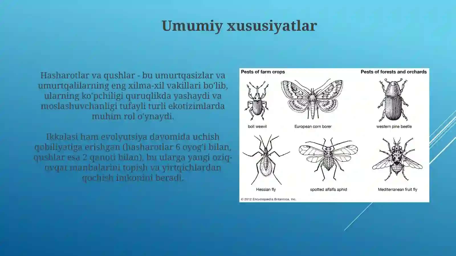 Hashoratlar sinfi. Qushlar 3