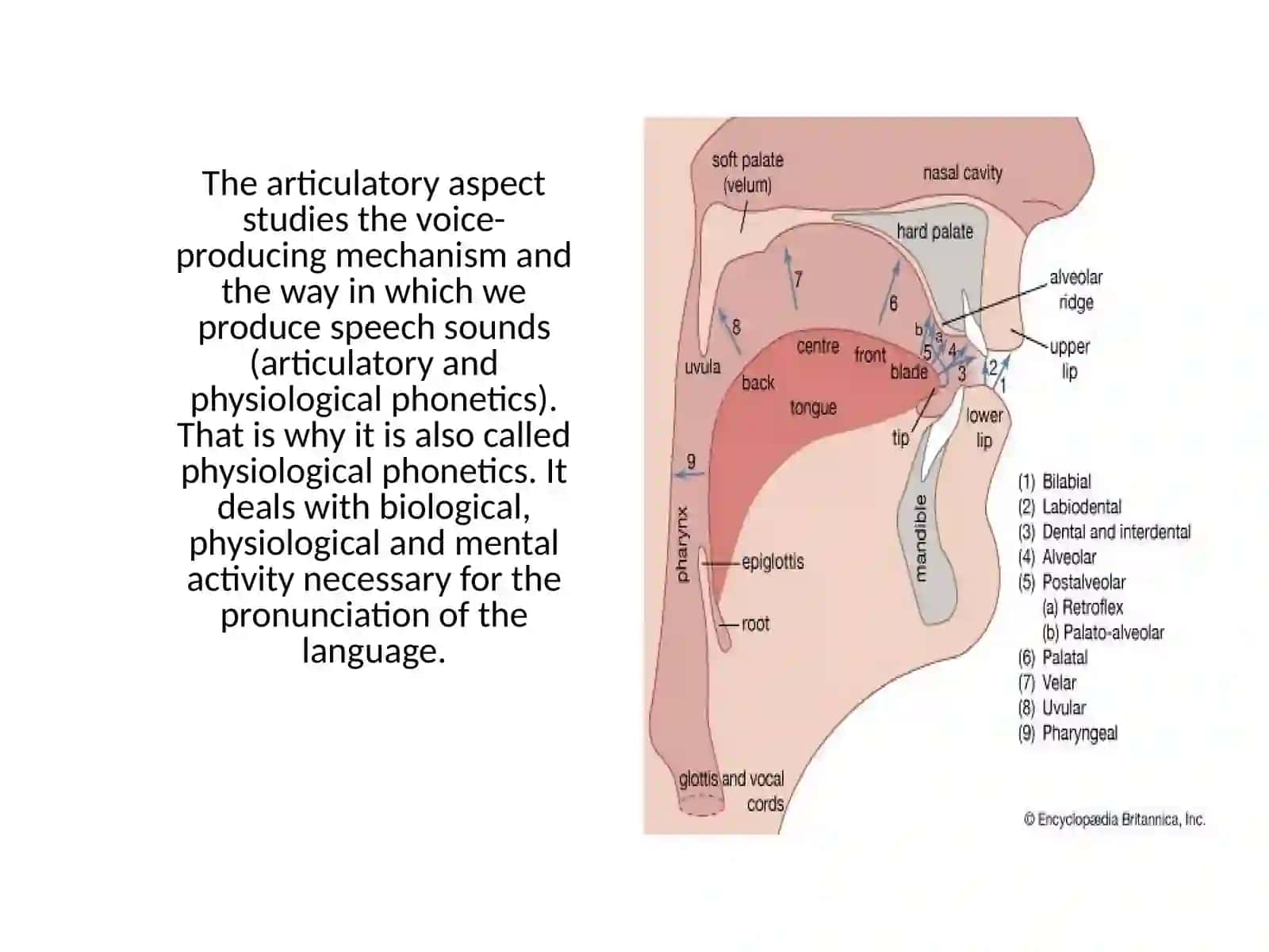 Aspects of phonetics and methods of investigations Transcription 3