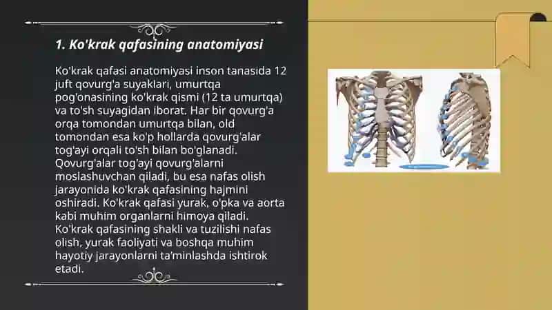 Ko'krak qafasi 3