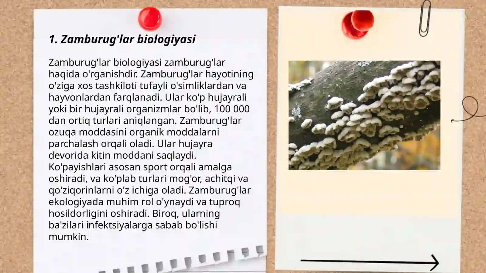 Zamburuģlar dunyosi 3
