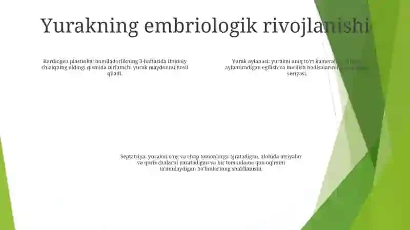 Yurak Embriologiyasi 3