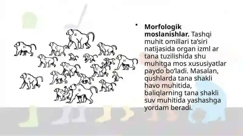 Organik olam dagi moslanishlar – evolutsiya natijasi 3