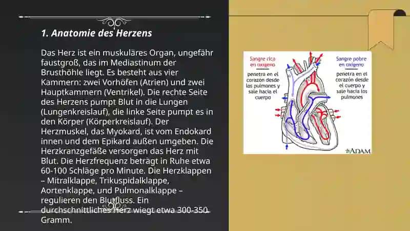 Herz und Blutkreislauf 3