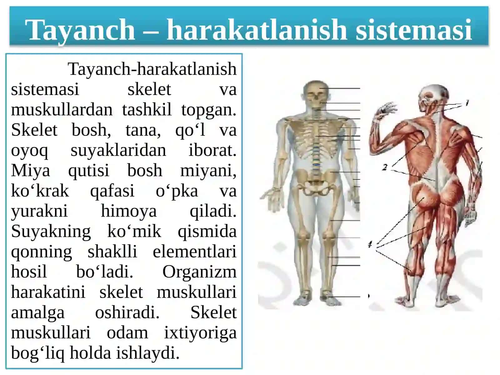 Yangimavzurejasi 3