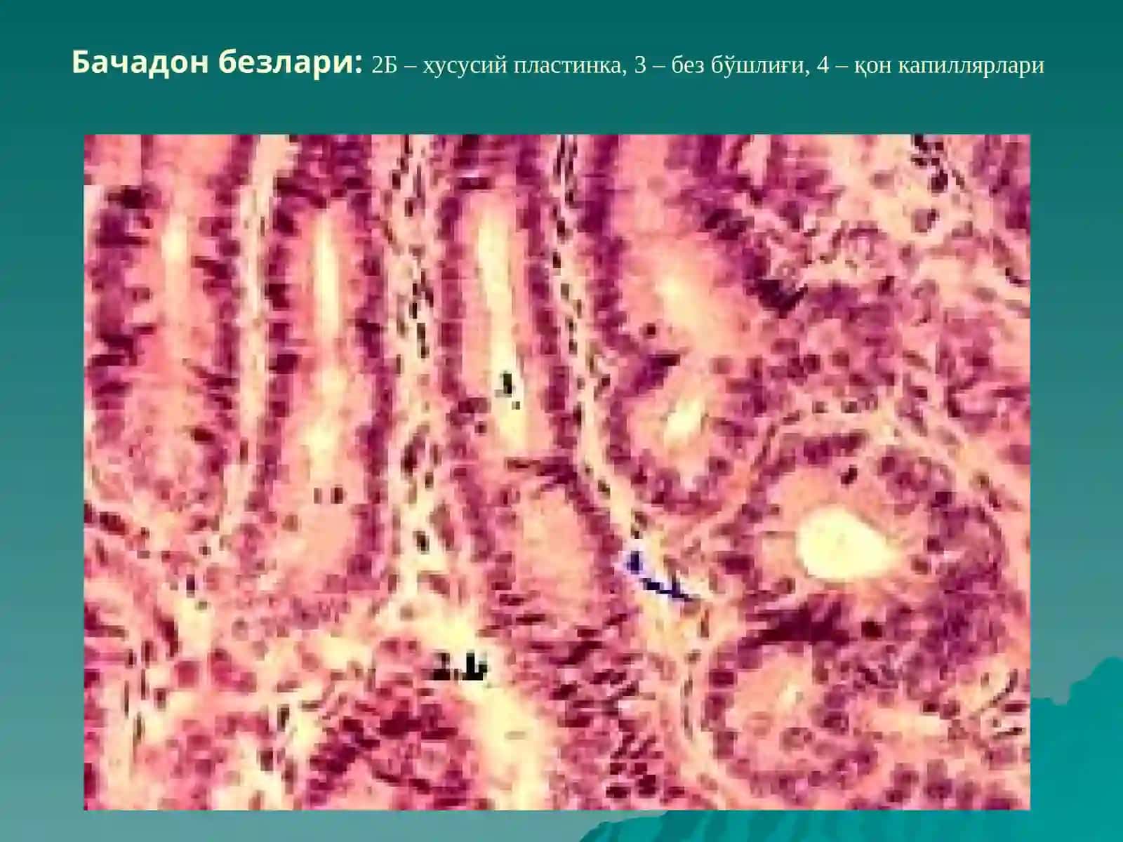 Бачадон найи 3