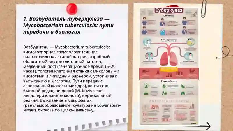 Патогенез туберкулеза 3