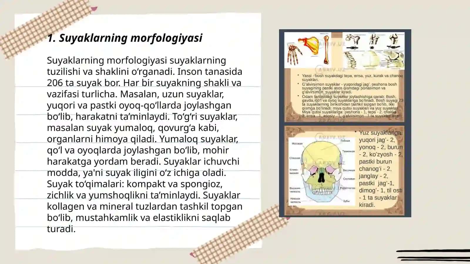 Suyaklarning tuzilishi 3