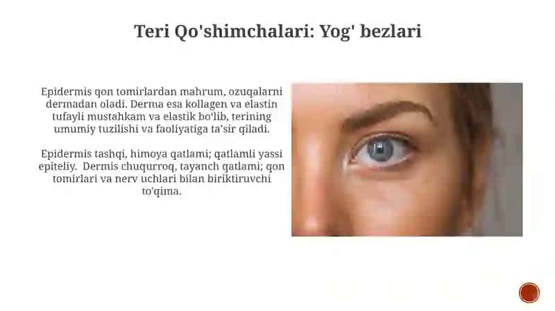 Teri vs soch tuzilishi.Epidermis vs derma qavatlari 3
