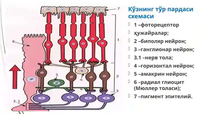 koʻzning retseptorlik xususiyatlari 3