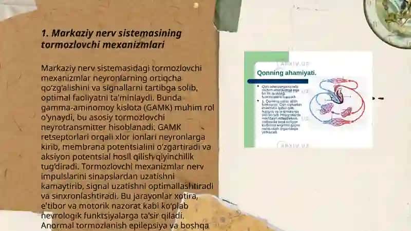 Markaziy nerv sistemasining tormuzlovchi sinapslari 3