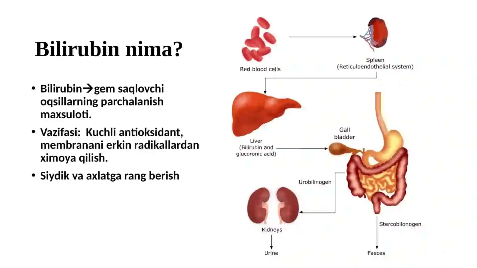 BILIRUBIN METABOLIZMI VA SARIQLIK 3