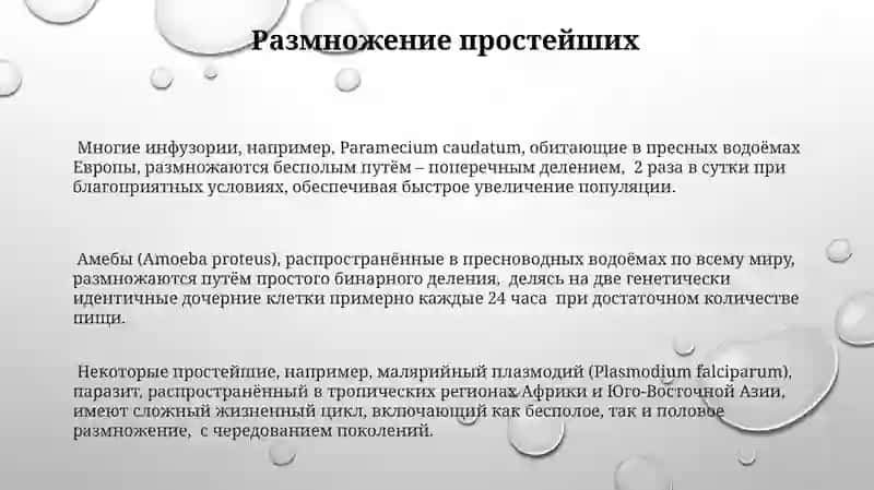 Тип простейшие. Биопротисты. Царство Protista 3