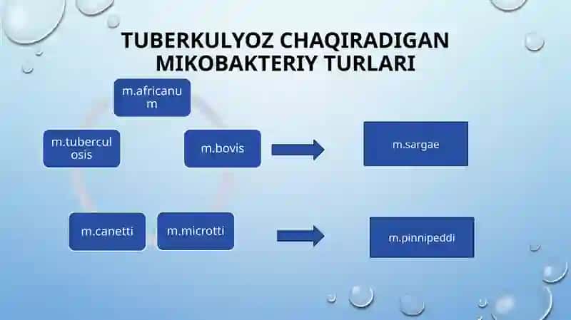 Tuberkulyozetiologiyasi va patogenezi 3