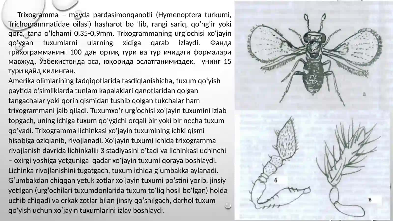 Trixogrammani ko‘paytirish va qo‘llash usuli 3