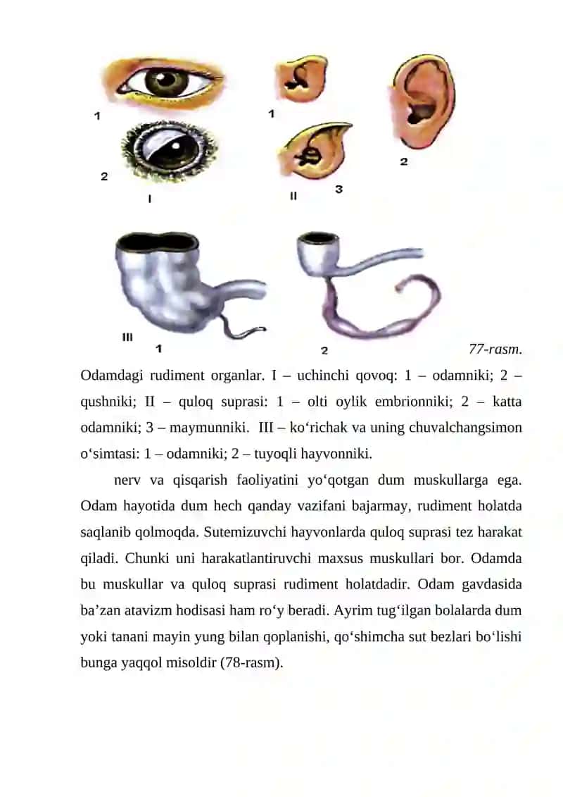 Odam evolutsiyasi 3
