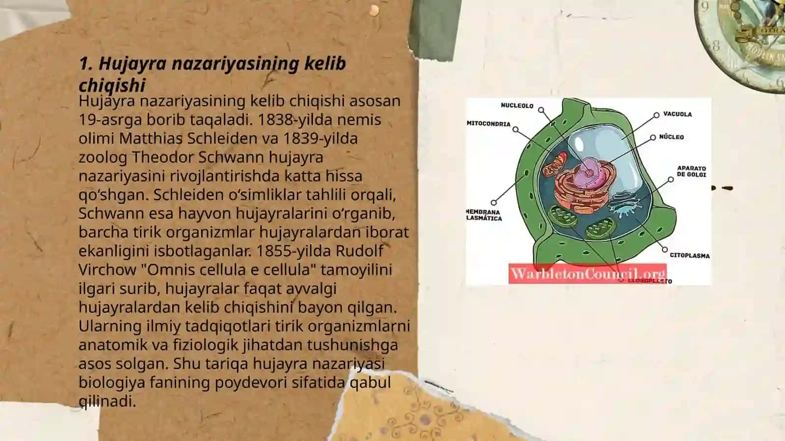 Hujayra nazariyasi 3