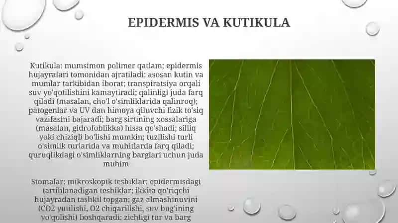 Barglarni tuzilishi 3
