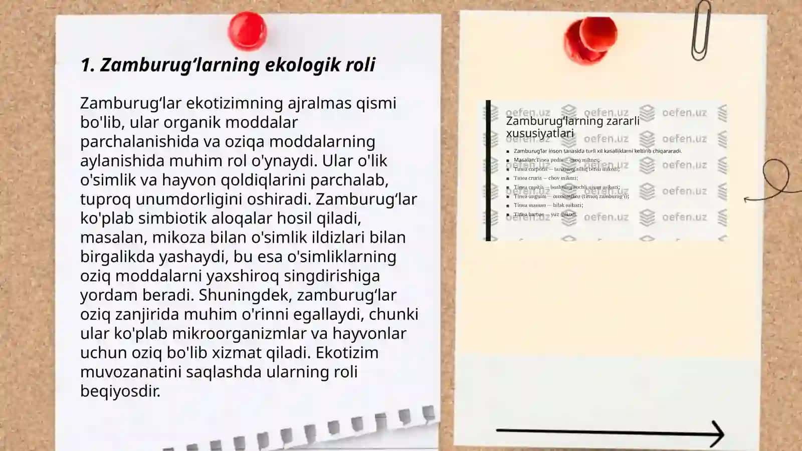 Zamburugʻlar haqida 3