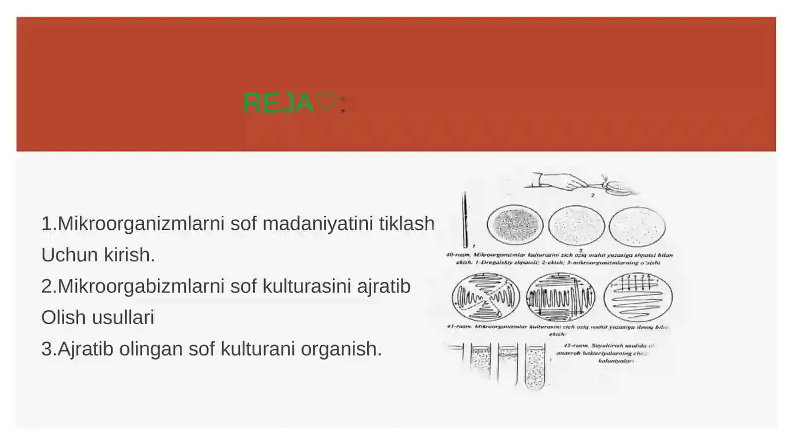 Mikroorganizmlarning sof kulturasini ajratib olish usullari 3