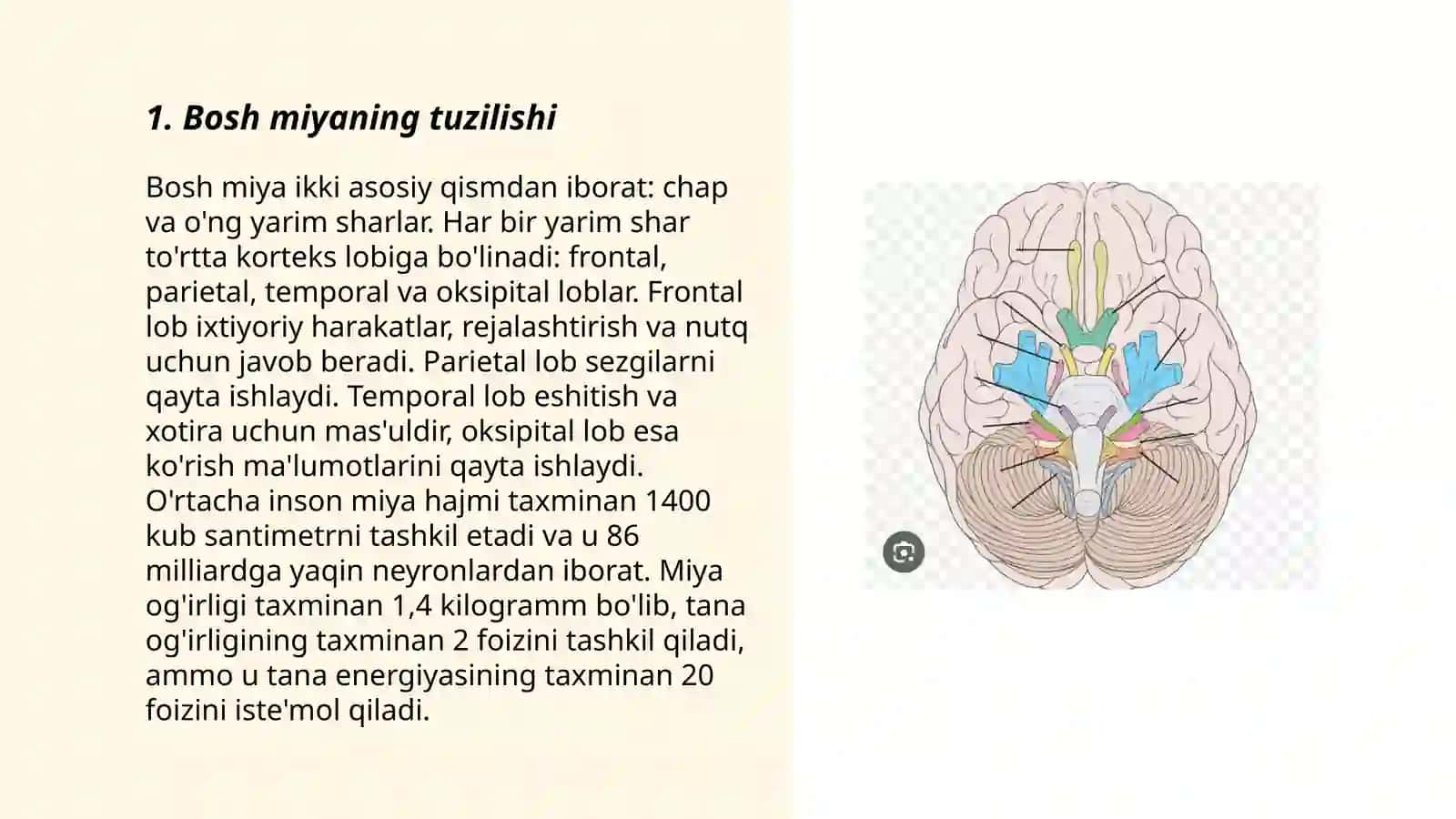 Bosh miya, Miyacha. Vegetativ nerv tizimi 3