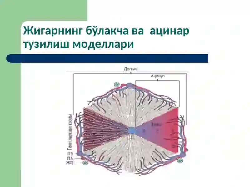 Жигар   патофизиологияси 3