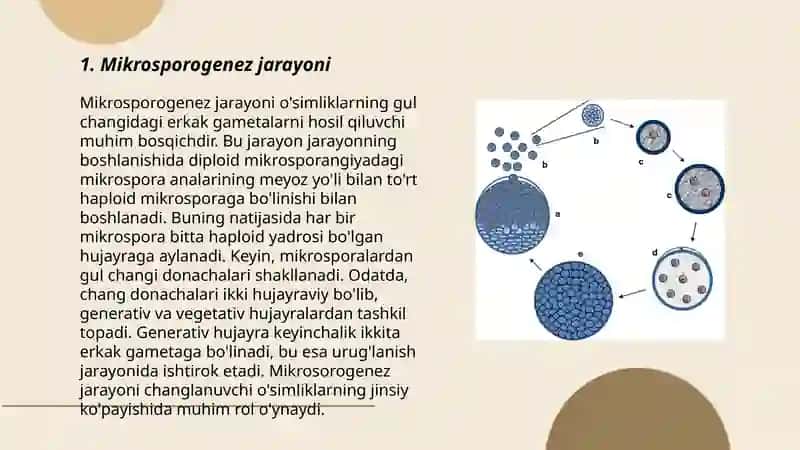 Mikrosporogenez bilan tanishish 3