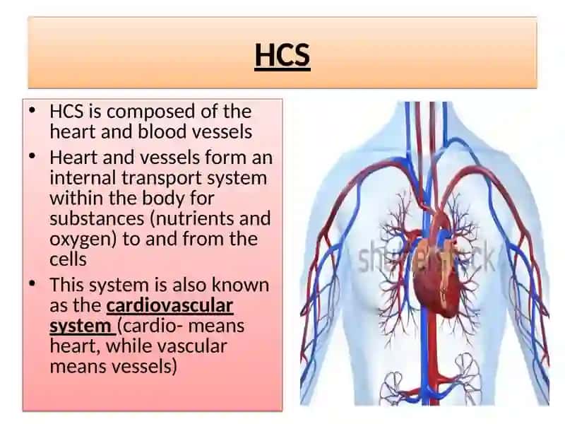 The Heart and the Vascular System 3